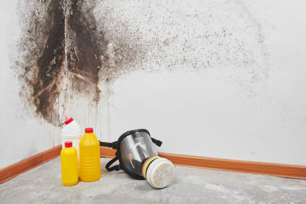 Best Mold Removal Specialists  in Cheboygan, MI
