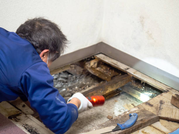 Best Black Mold Removal  in Cheboygan, MI