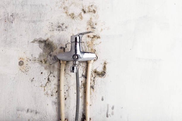 Certified Mold Removal in Cheboygan, MI