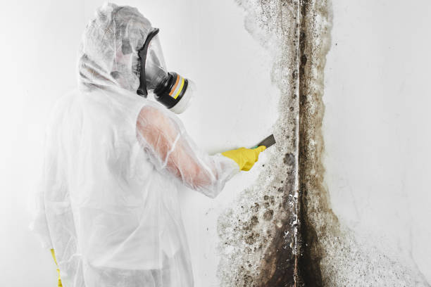 Best Toxic Mold Removal  in Cheboygan, MI