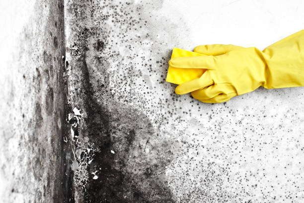 Best Mold Damage Repair  in Cheboygan, MI