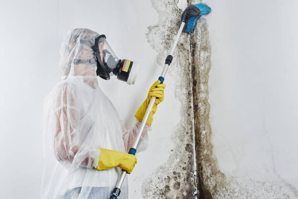 Best Residential Mold Removal  in Cheboygan, MI