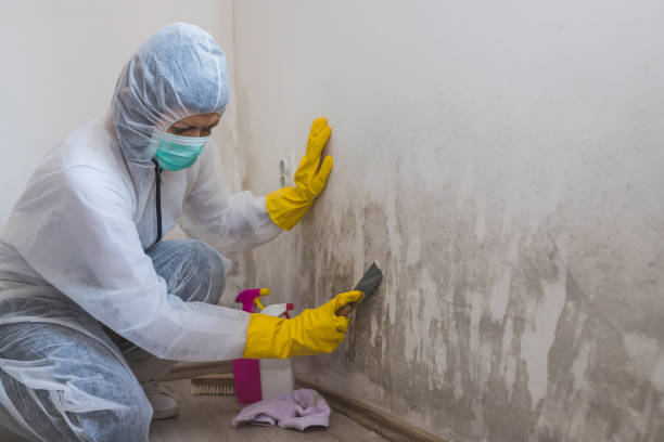 Attic Mold Removal in Cheboygan, MI