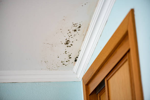 Trusted Cheboygan, MI Mold Removal Experts
