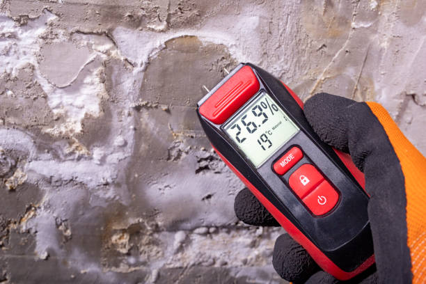 Best Best Mold Removal Companies  in Cheboygan, MI
