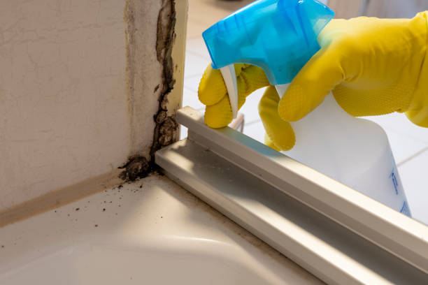 Best Certified Mold Removal  in Cheboygan, MI