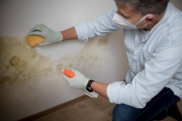 Best Mold Remediation  in Cheboygan, MI