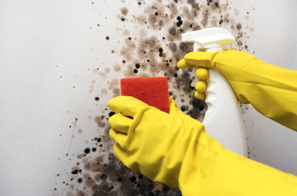 Best Mold Removal Near Me  in Cheboygan, MI