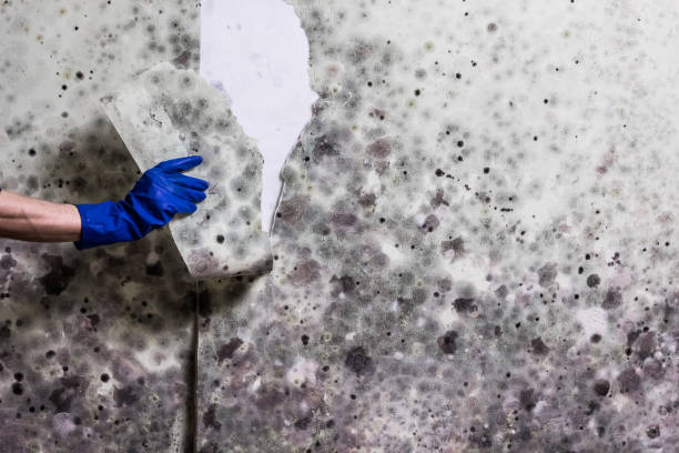Best Office Mold Removal Services  in Cheboygan, MI