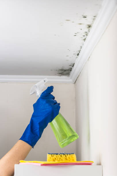 Best Crawl Space Mold Removal  in Cheboygan, MI